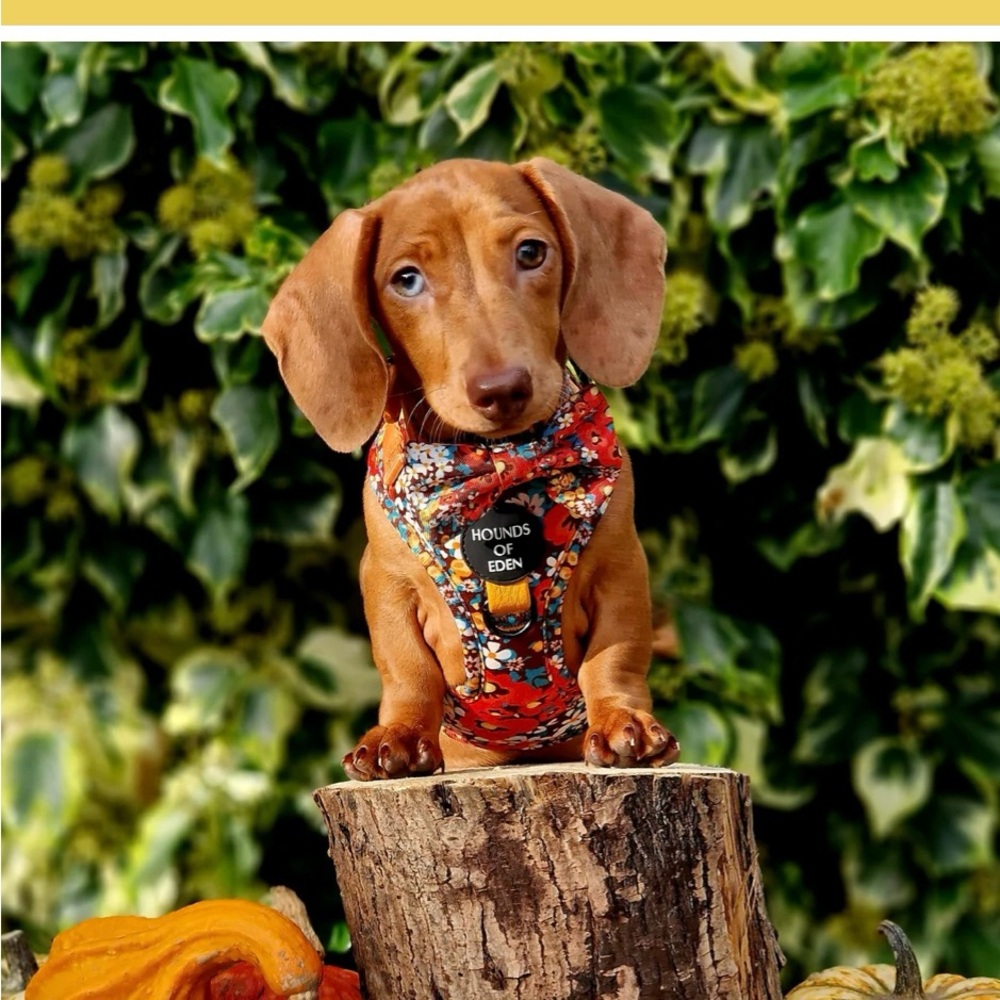 Hounds of Eden Dog Harnesses - XXS (NEW, unworn, imported from UK)